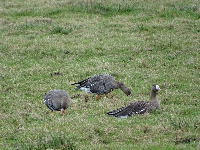 對阿特金森 對阿特金森