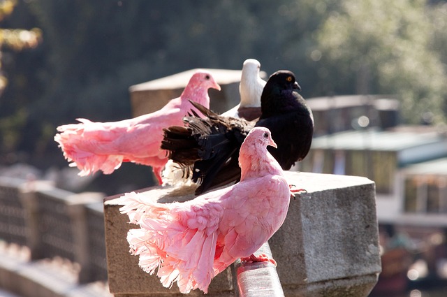 水平赛事中 水平赛事中